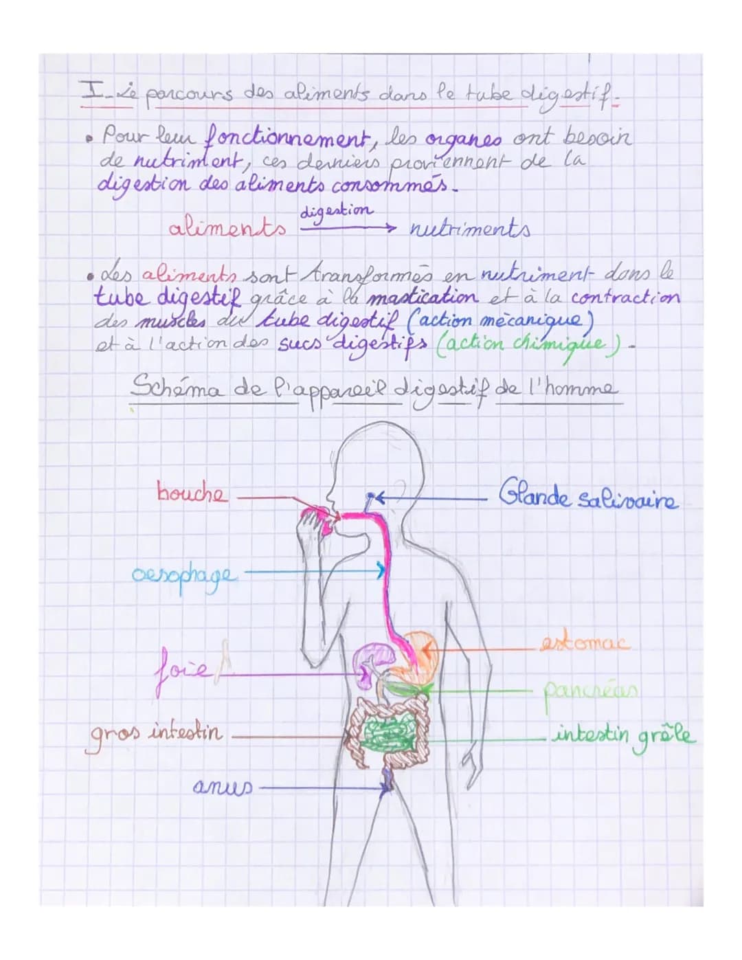 I_4
parcours
Pour leur fonctionnement, les
ont besoin
organes
de nutriment, ces derniers proviennent de la
digestion des aliments consommés.