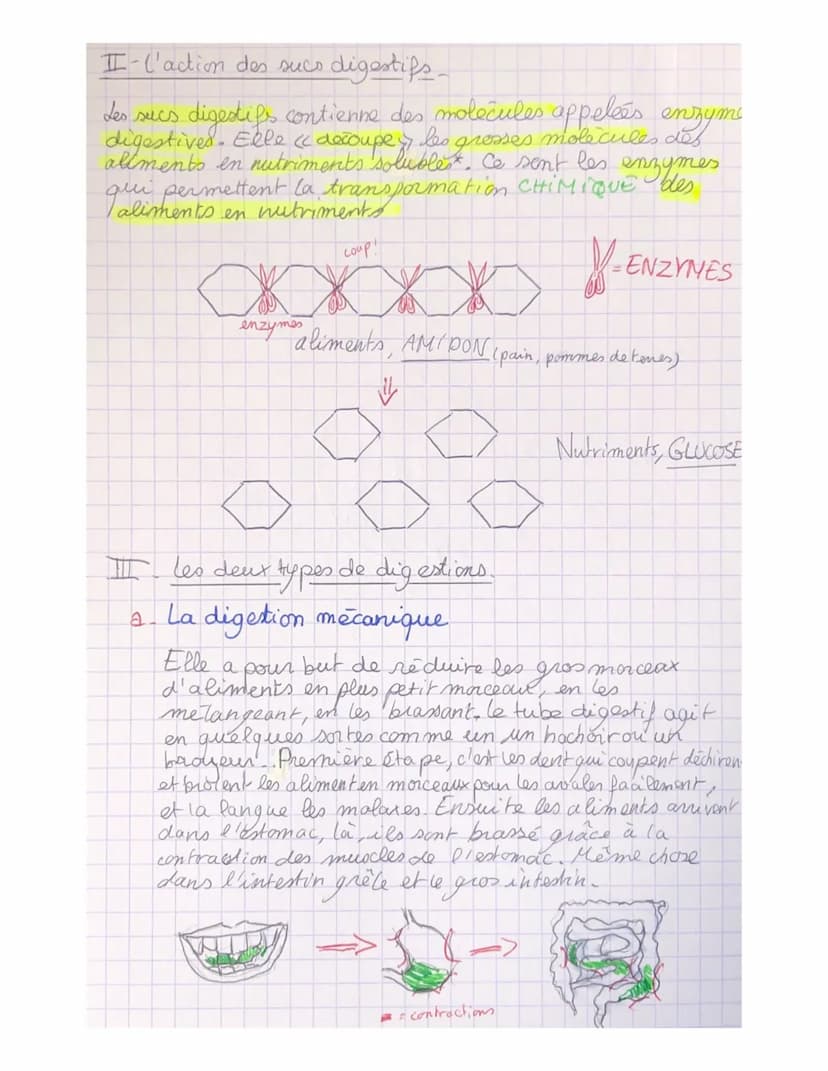 I_4
parcours
Pour leur fonctionnement, les
ont besoin
organes
de nutriment, ces derniers proviennent de la
digestion des aliments consommés.