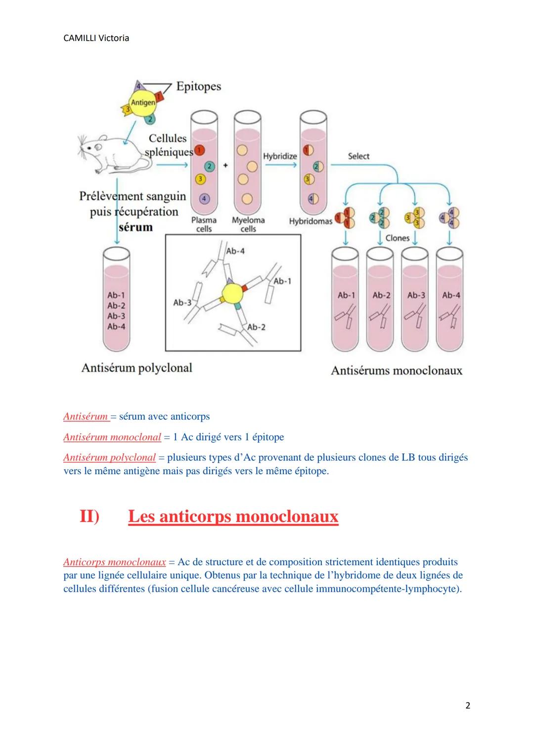 CAMILLI Victoria
LES ANTICORPS
MONOCLONAUX
I) Structure anticorps
sites
de liaison
à l'antigène
=10 nm
chaîne lourde
chaîne légère
-8-5-pont