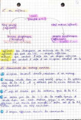 Know Biologie - système nerveux thumbnail