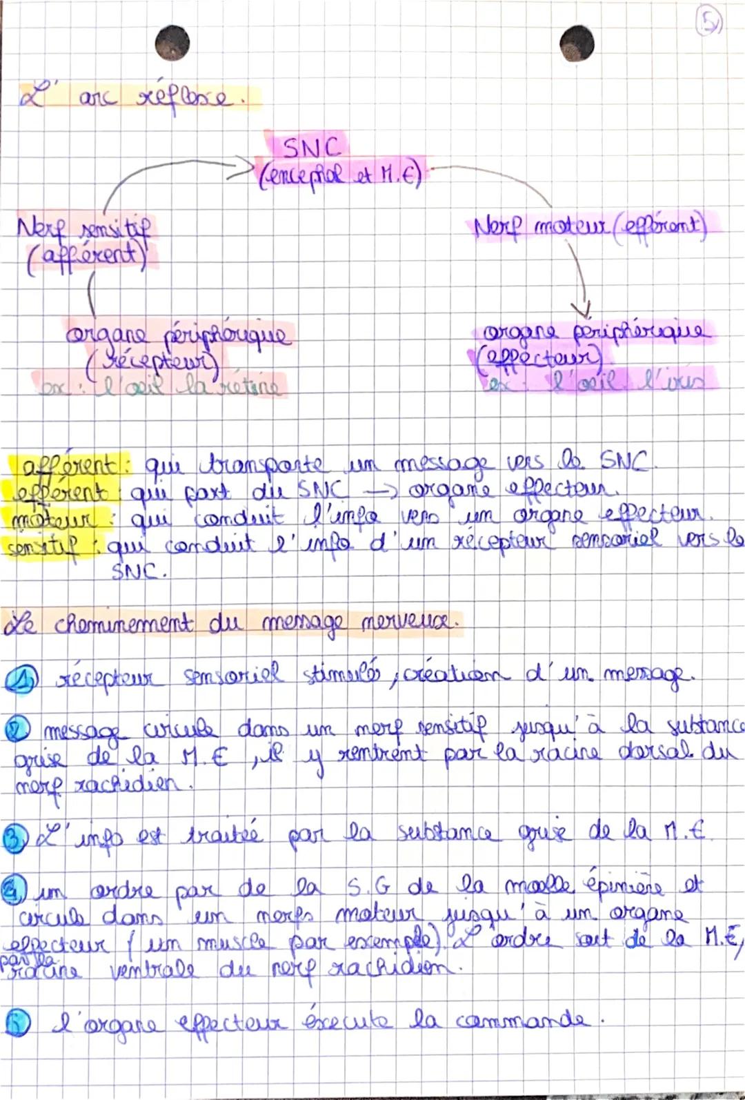 L' are reflexe.
Nerf semsitif
(afférent)
SNC
- (encephal et M. C).
organe périphorique
(Décepteur)
or: l'ail la retine
ur (efferent)
Nere mo