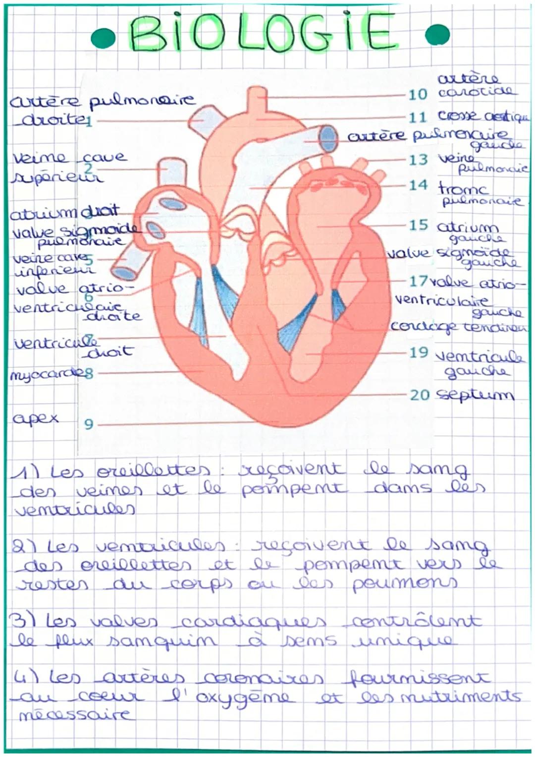# BIOLOGIE

crtère pulmonaire
droite

veime çave
supérieur

atrium duoit
pulmonaive
veure caves
inferer
valve atrio-
ventriche avete

ventri