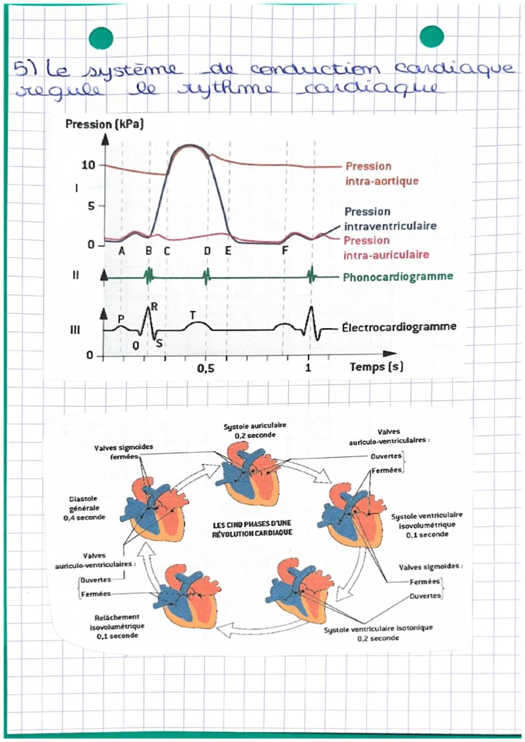 # BIOLOGIE

crtère pulmonaire
droite

veime çave
supérieur

atrium duoit
pulmonaive
veure caves
inferer
valve atrio-
ventriche avete

ventri