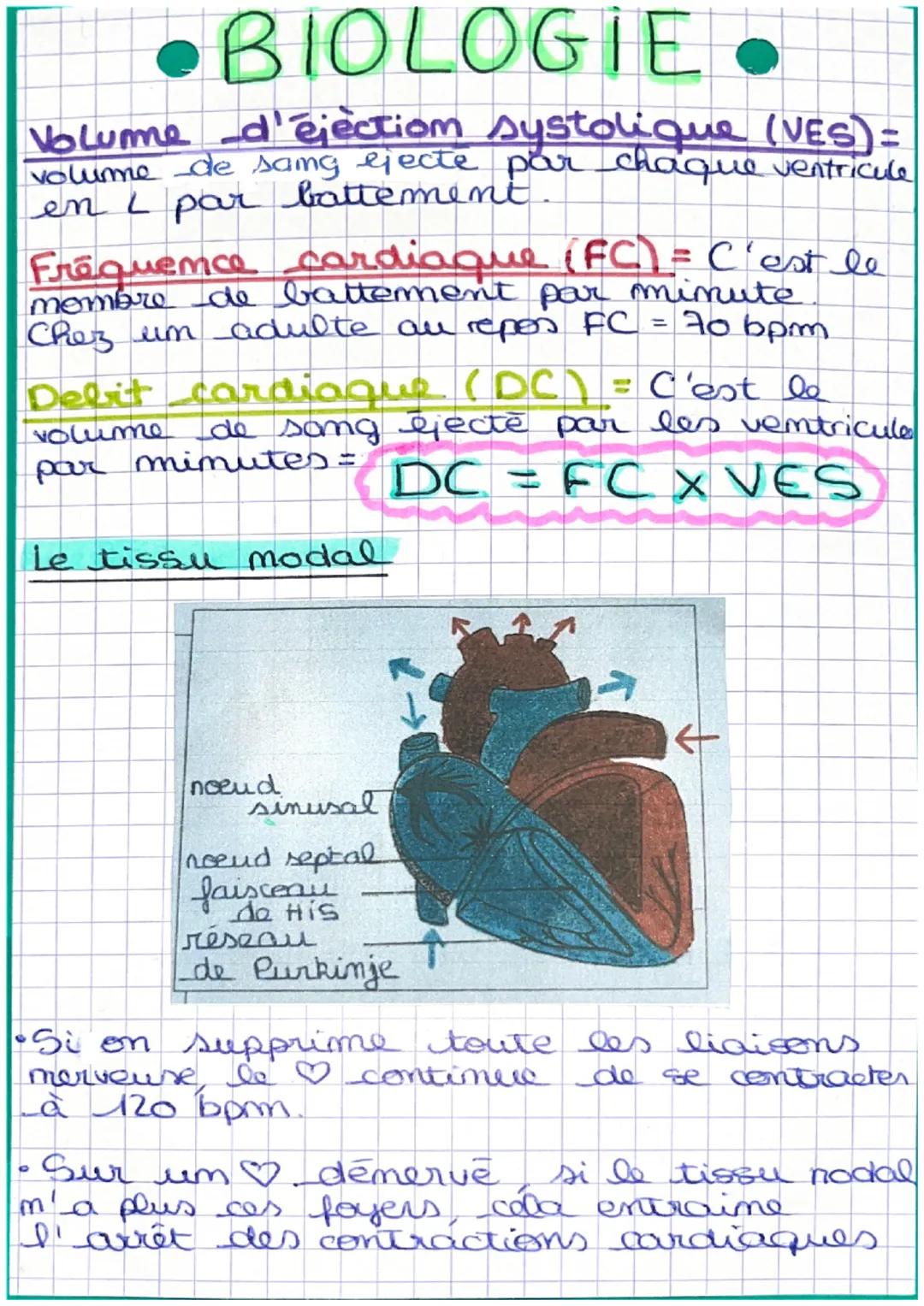 # BIOLOGIE

crtère pulmonaire
droite

veime çave
supérieur

atrium duoit
pulmonaive
veure caves
inferer
valve atrio-
ventriche avete

ventri