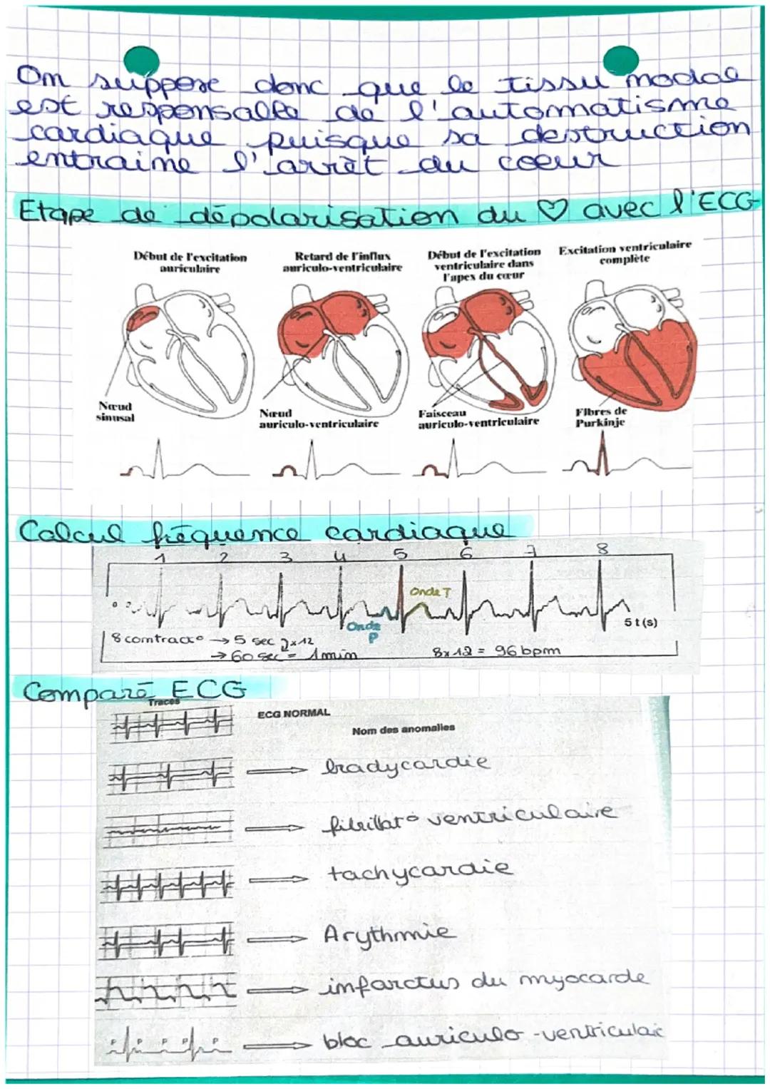 # BIOLOGIE

crtère pulmonaire
droite

veime çave
supérieur

atrium duoit
pulmonaive
veure caves
inferer
valve atrio-
ventriche avete

ventri