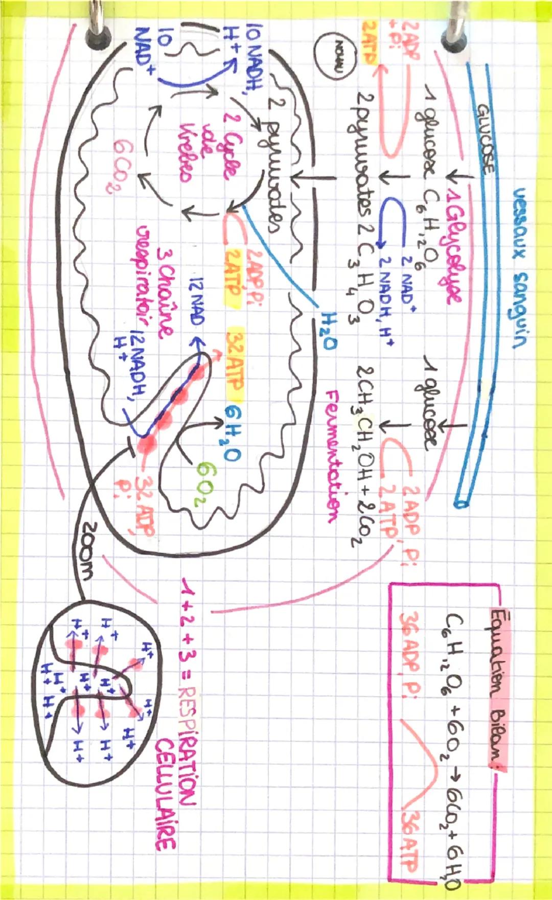 •Equation Bilan
36 ADP P
C6H12O6 +60₂ 660₂+64,0
36ATP
ZADP
2ATP
NOMAU
GLUCOSE
vessaux sanguin
↓ Glycolyse
1 glucose C6H, 2° 6
2 NAD
↓ G2 NAD