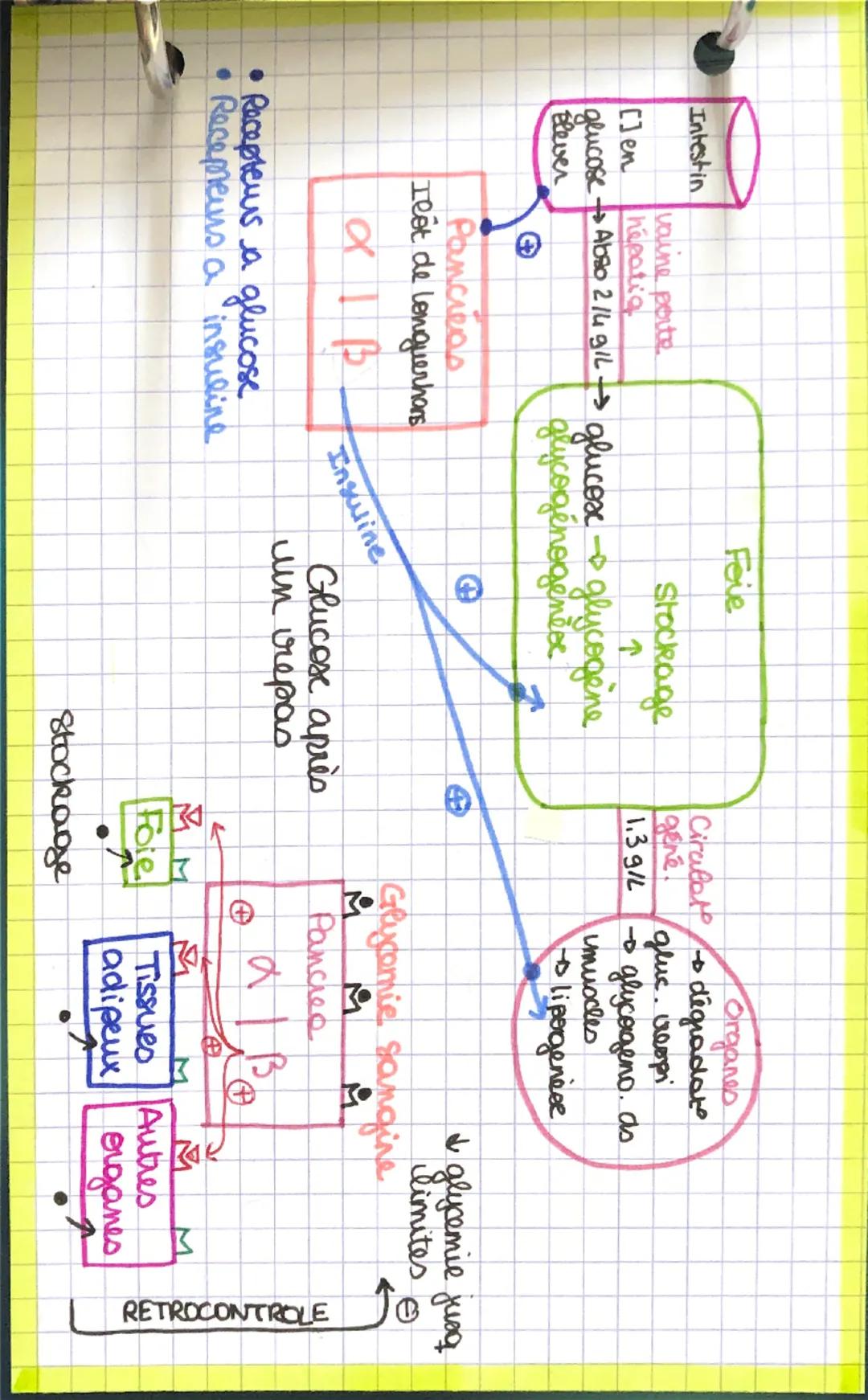 •Equation Bilan
36 ADP P
C6H12O6 +60₂ 660₂+64,0
36ATP
ZADP
2ATP
NOMAU
GLUCOSE
vessaux sanguin
↓ Glycolyse
1 glucose C6H, 2° 6
2 NAD
↓ G2 NAD