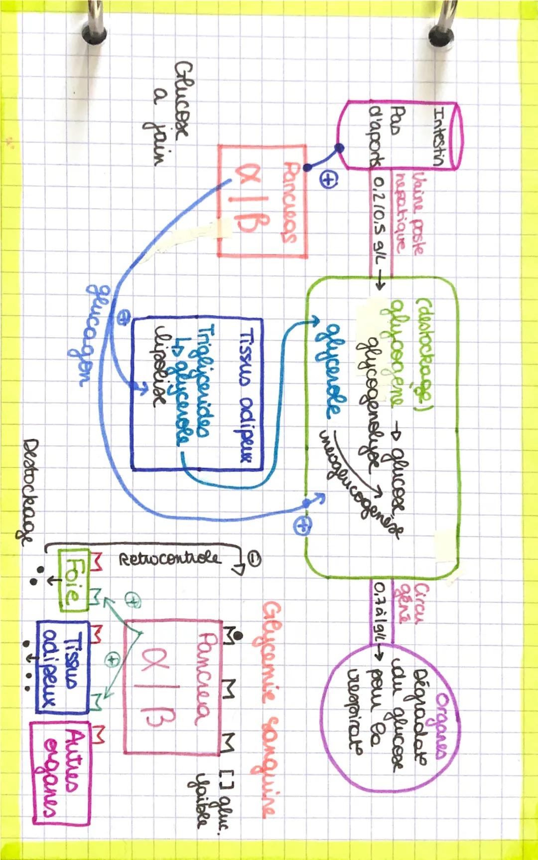 •Equation Bilan
36 ADP P
C6H12O6 +60₂ 660₂+64,0
36ATP
ZADP
2ATP
NOMAU
GLUCOSE
vessaux sanguin
↓ Glycolyse
1 glucose C6H, 2° 6
2 NAD
↓ G2 NAD