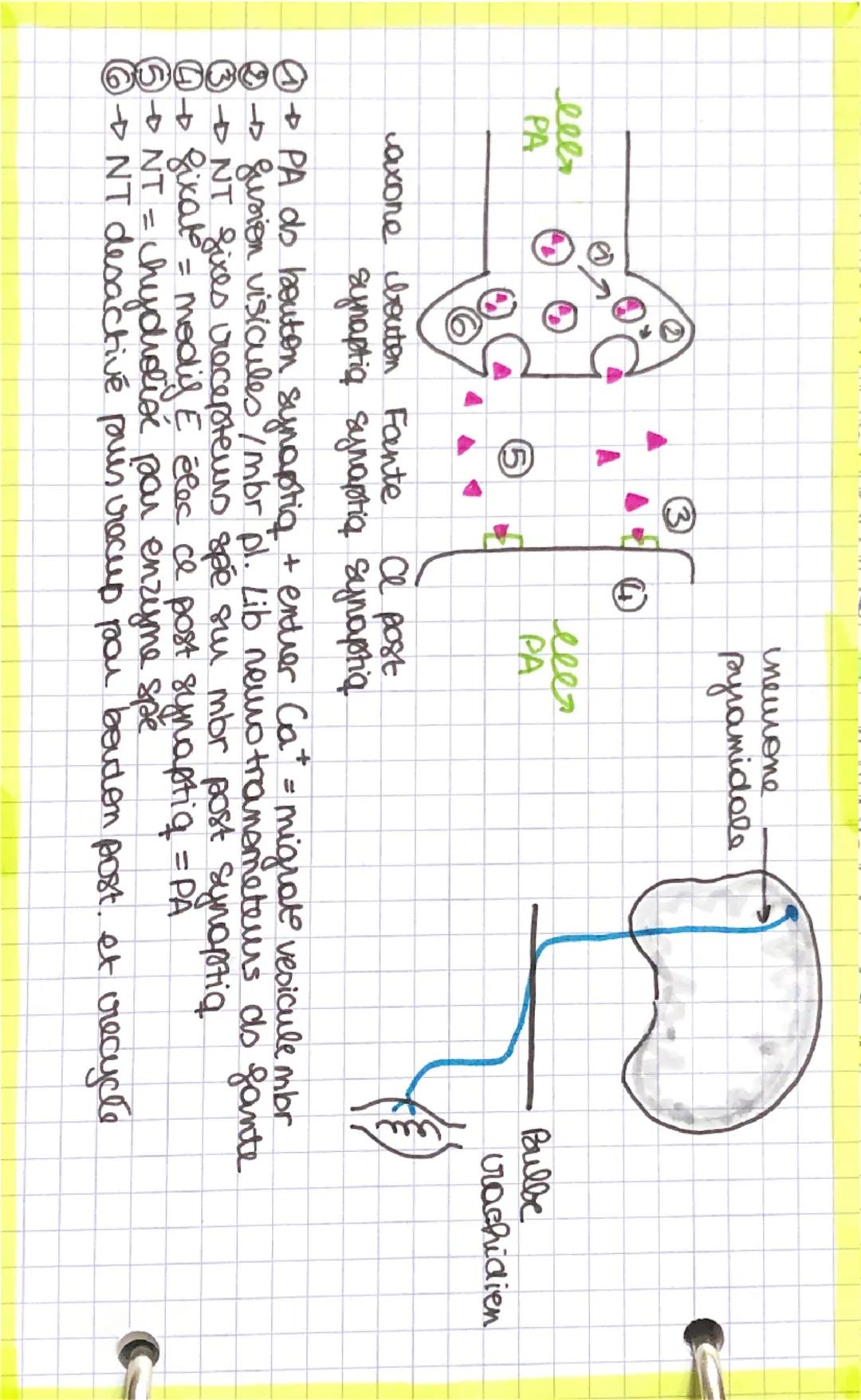 •Equation Bilan
36 ADP P
C6H12O6 +60₂ 660₂+64,0
36ATP
ZADP
2ATP
NOMAU
GLUCOSE
vessaux sanguin
↓ Glycolyse
1 glucose C6H, 2° 6
2 NAD
↓ G2 NAD