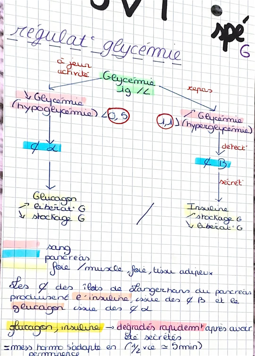 S
SVT.
spe
Contrôle des flux de 6
glucose
glycémie =
2 concentrat
sang (g. 2-1)
Ja
ea normale
concentrat de glucose do le
glucose nutriment
