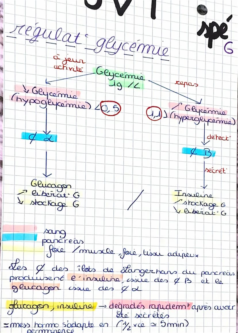 S
SVT.
spe
Contrôle des flux de 6
glucose
glycémie =
2 concentrat
sang (g. 2-1)
Ja
ea normale
concentrat de glucose do le
glucose nutriment
