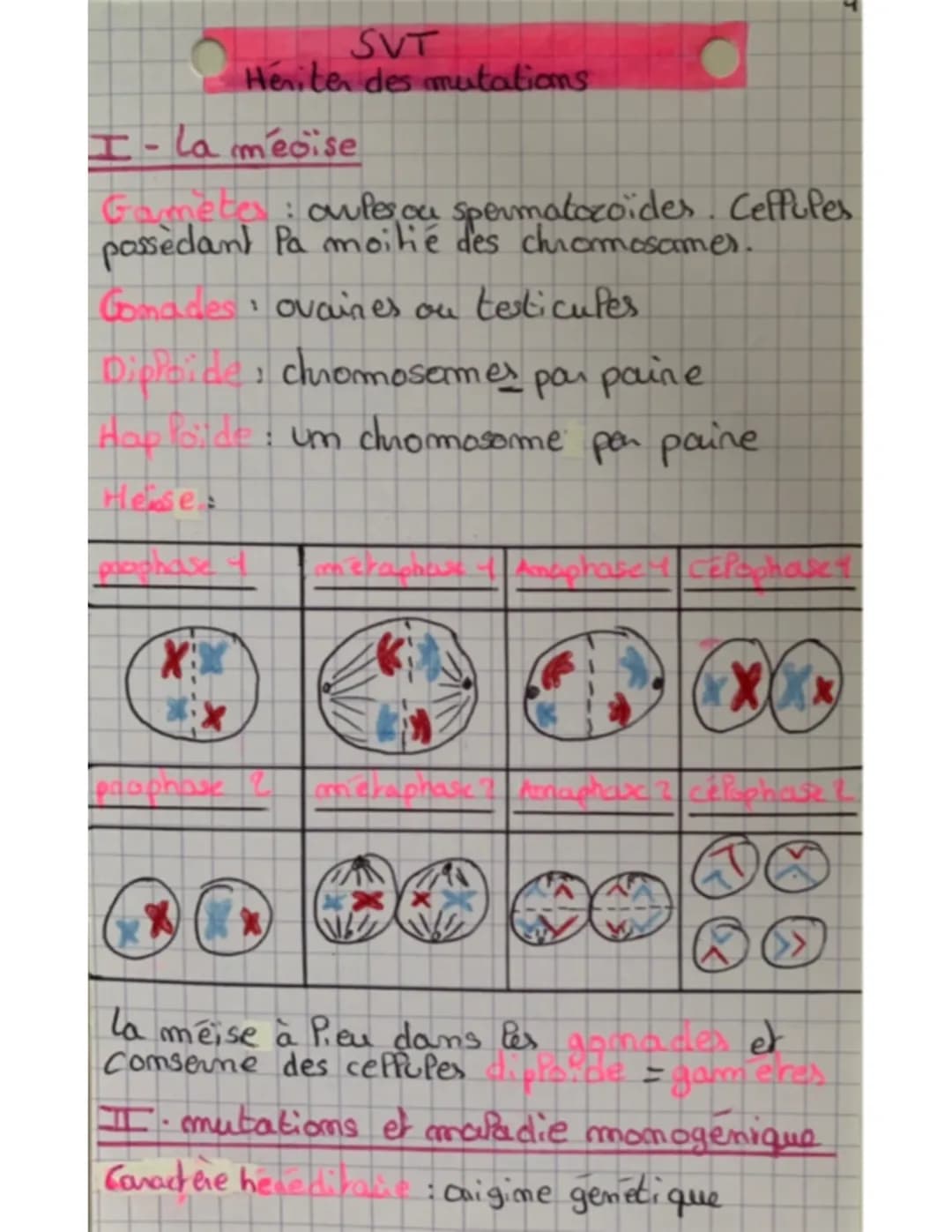 SVT
Heniten des mutations
I-la mécise
Gameter: owles ou spermatozoides. Ceffules
passedant la moitié des chromosomer.
Gomades ovaines ou tes