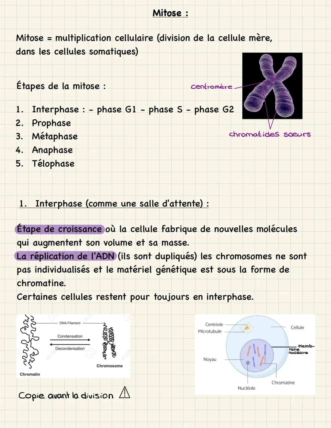 Mitose multiplication cellulaire (division de la cellule mère,
dans les cellules somatiques)
=
Étapes de la mitose :
1. Interphase : - phase
