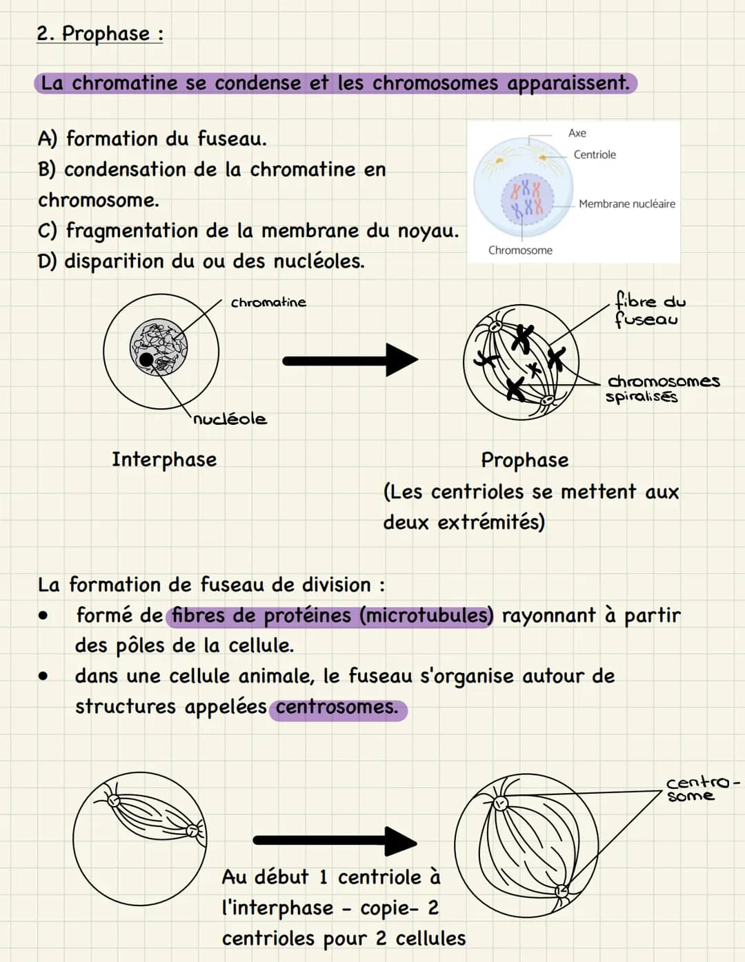 Mitose multiplication cellulaire (division de la cellule mère,
dans les cellules somatiques)
=
Étapes de la mitose :
1. Interphase : - phase