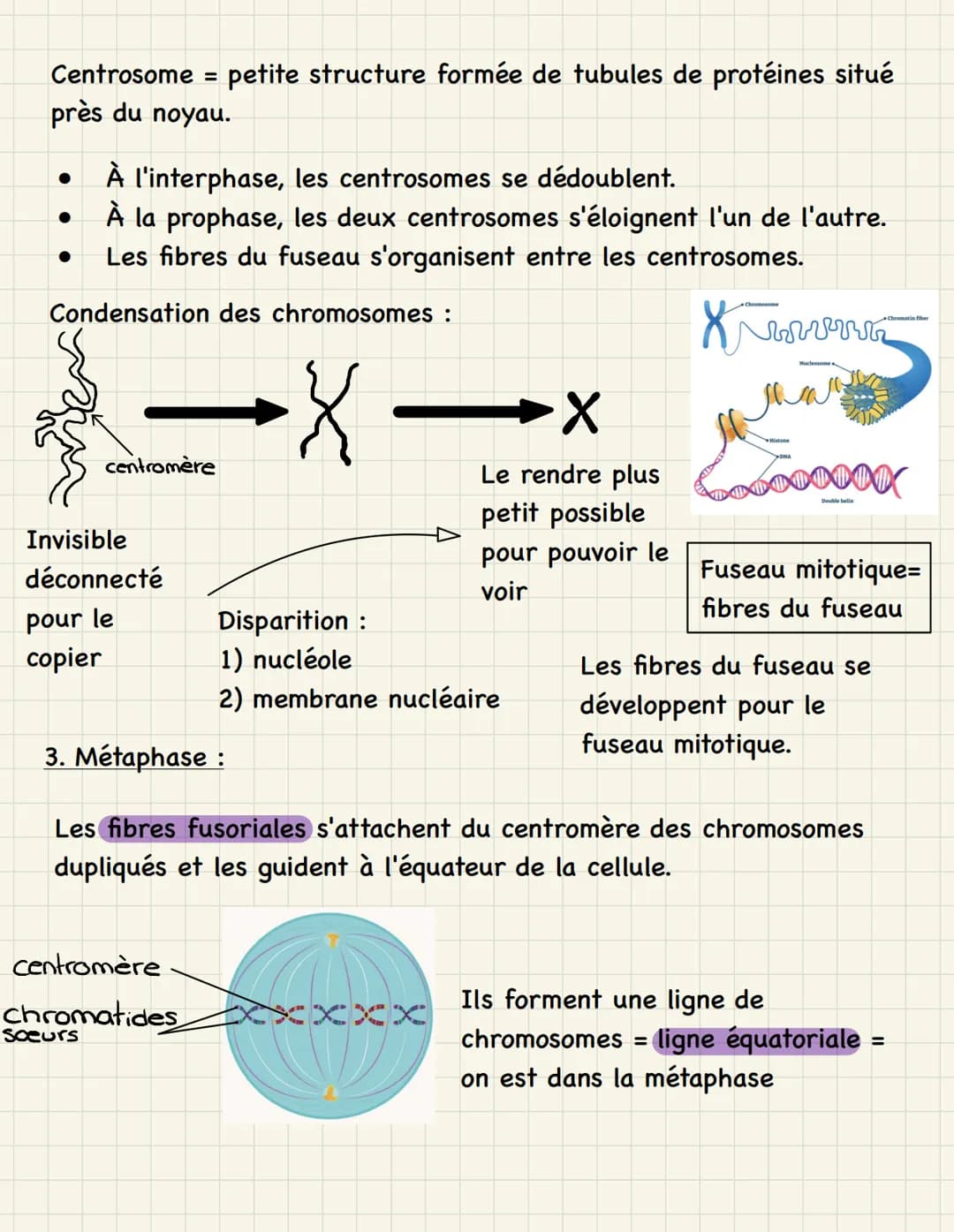 Mitose multiplication cellulaire (division de la cellule mère,
dans les cellules somatiques)
=
Étapes de la mitose :
1. Interphase : - phase