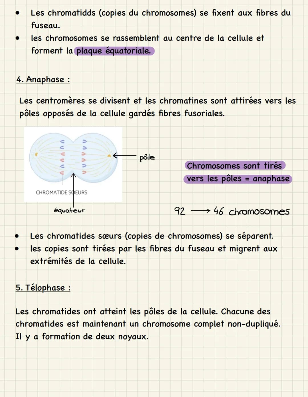 Mitose multiplication cellulaire (division de la cellule mère,
dans les cellules somatiques)
=
Étapes de la mitose :
1. Interphase : - phase