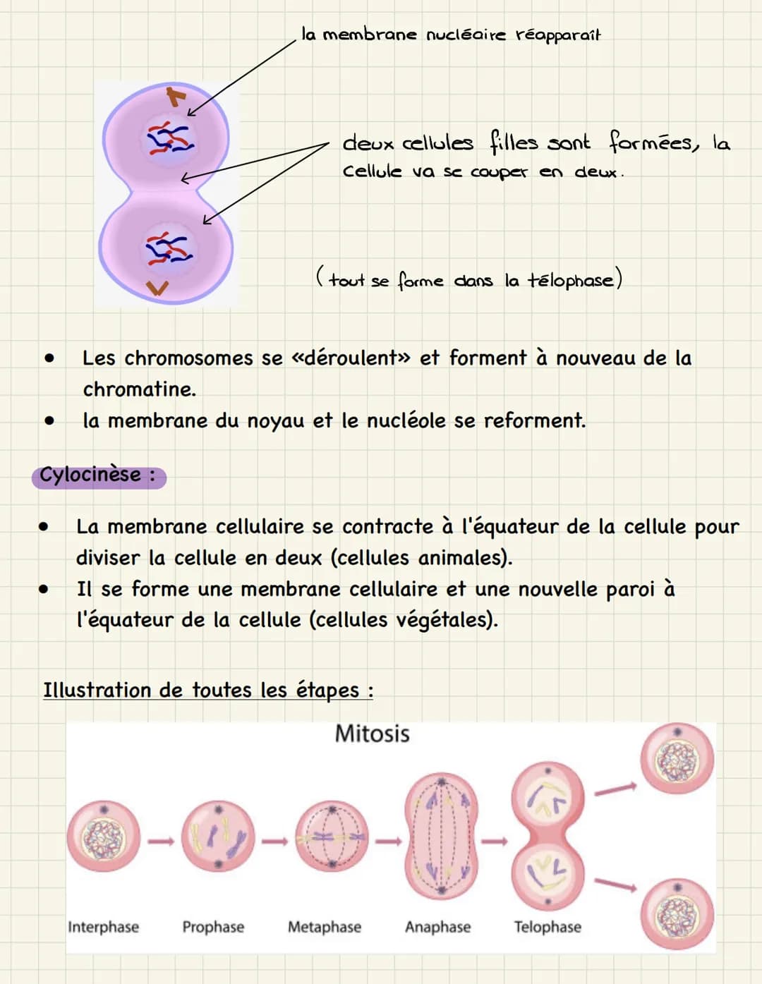 Mitose multiplication cellulaire (division de la cellule mère,
dans les cellules somatiques)
=
Étapes de la mitose :
1. Interphase : - phase