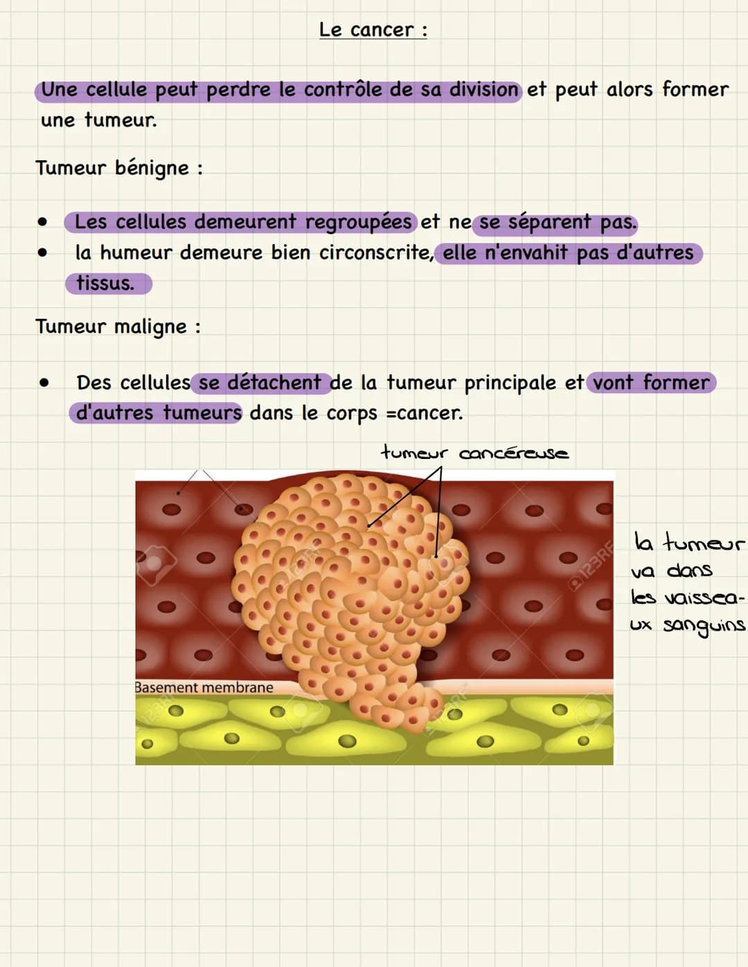 Mitose multiplication cellulaire (division de la cellule mère,
dans les cellules somatiques)
=
Étapes de la mitose :
1. Interphase : - phase