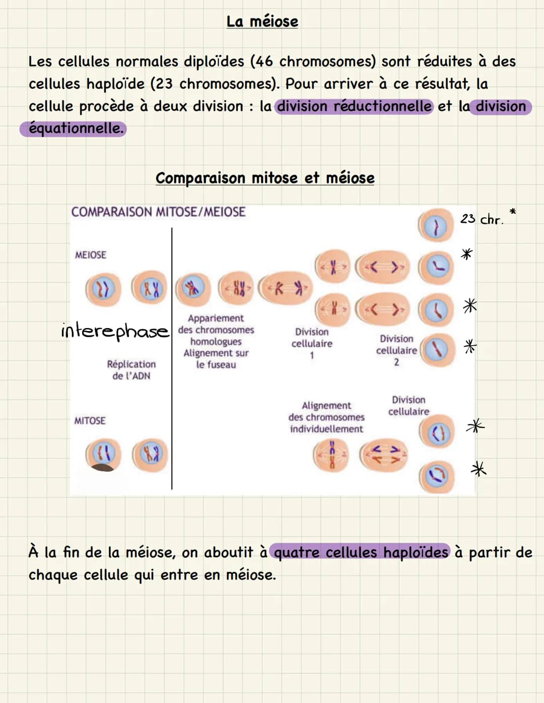 Mitose multiplication cellulaire (division de la cellule mère,
dans les cellules somatiques)
=
Étapes de la mitose :
1. Interphase : - phase