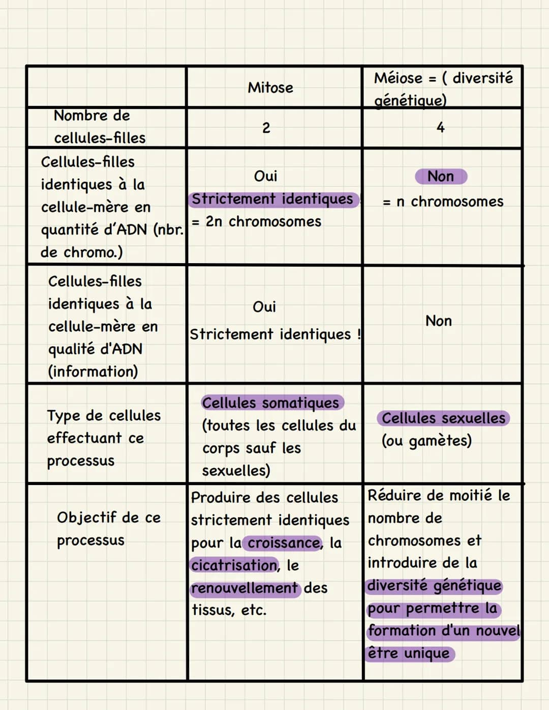 Mitose multiplication cellulaire (division de la cellule mère,
dans les cellules somatiques)
=
Étapes de la mitose :
1. Interphase : - phase