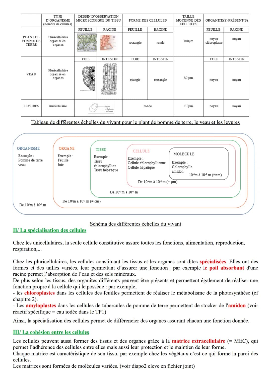 Chapitre 1 : L'organisme pluricellulaire, un ensemble de cellules spécialisées
Les définitions des mots en rouge dans les paragraphes sont à