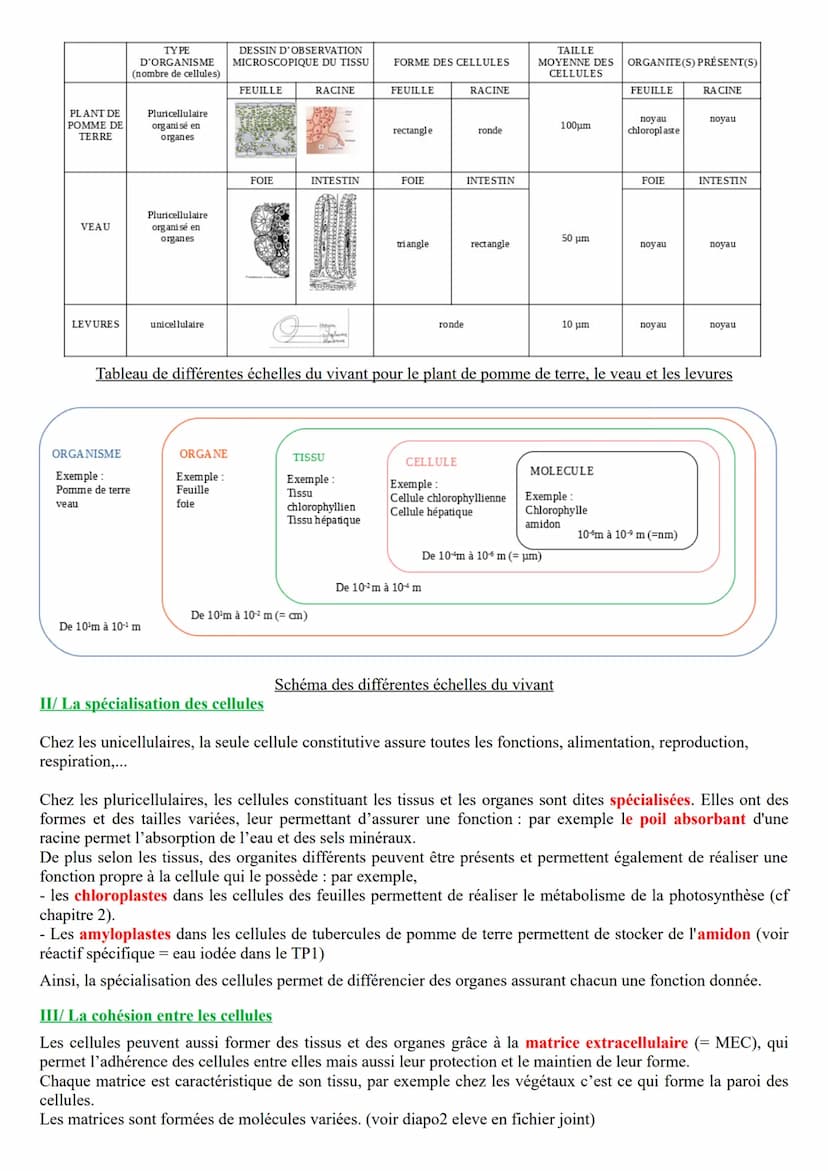 Chapitre 1 : L'organisme pluricellulaire, un ensemble de cellules spécialisées
Les définitions des mots en rouge dans les paragraphes sont à