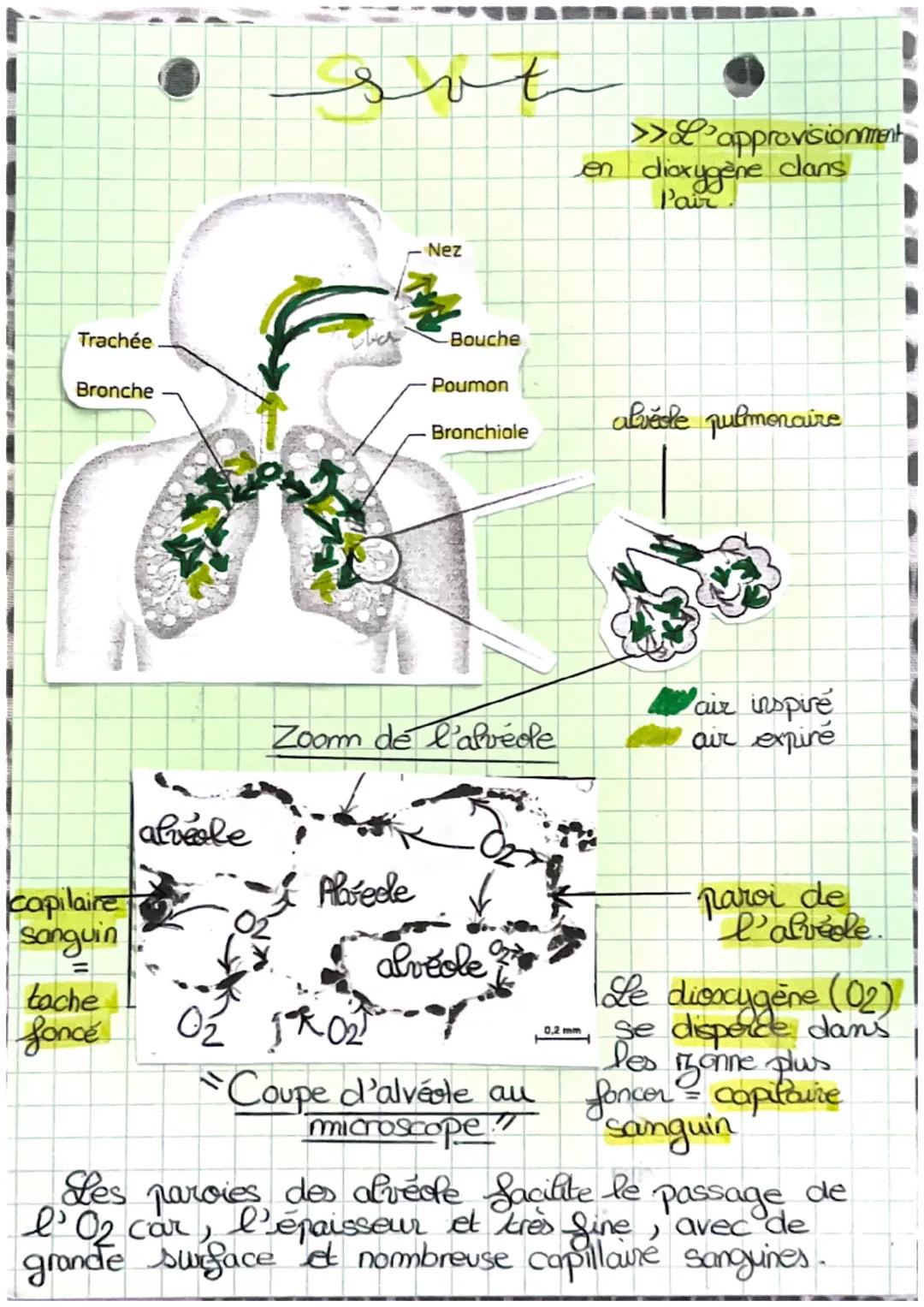 # svt

>>L'approvisionnement
en dioxygène dans
l'air

- Nez
- Bouche
- Poumon
- Bronchiole

alvéole pulmonaire

- Trachée
- Bronche

air ins