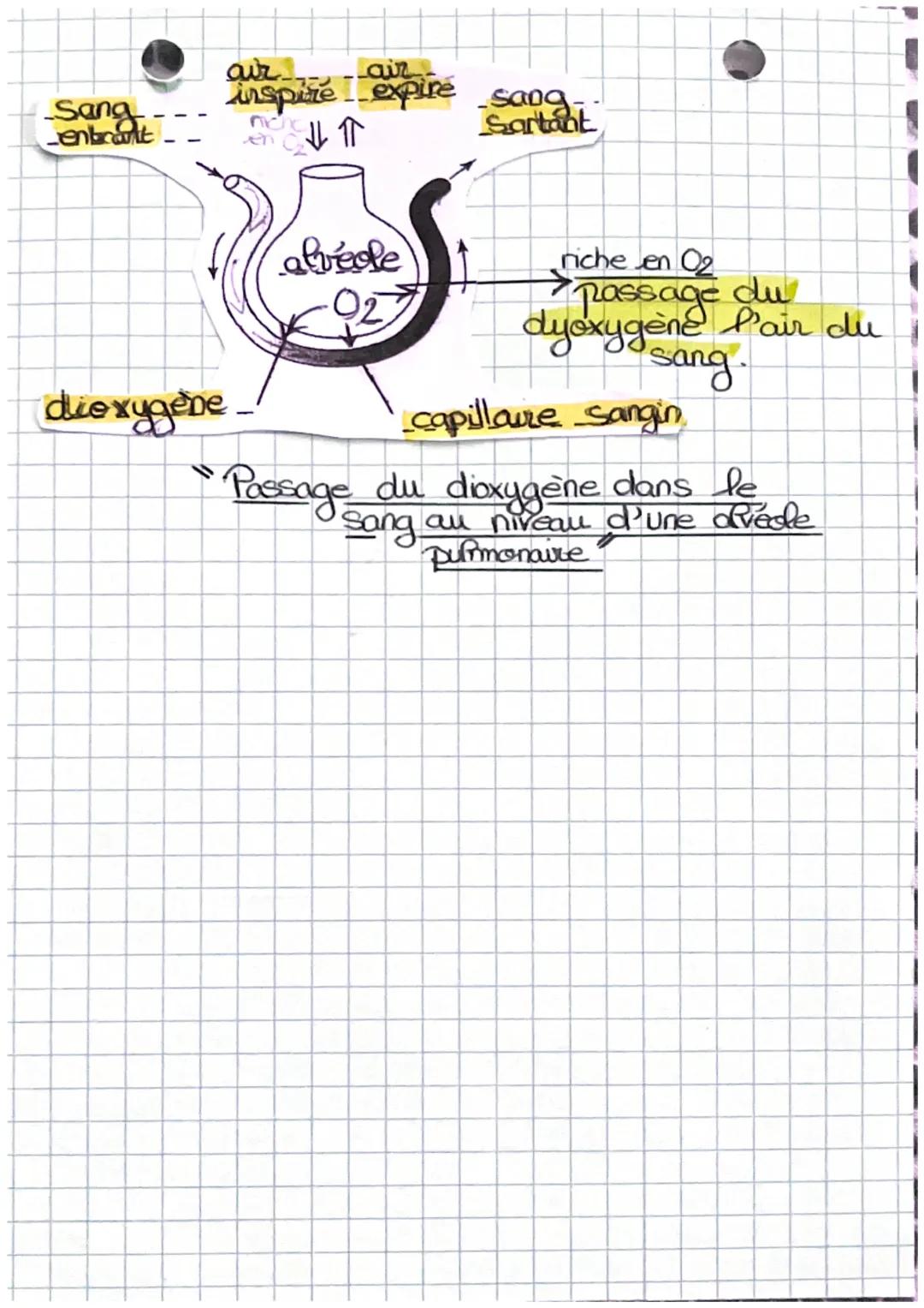 # svt

>>L'approvisionnement
en dioxygène dans
l'air

- Nez
- Bouche
- Poumon
- Bronchiole

alvéole pulmonaire

- Trachée
- Bronche

air ins