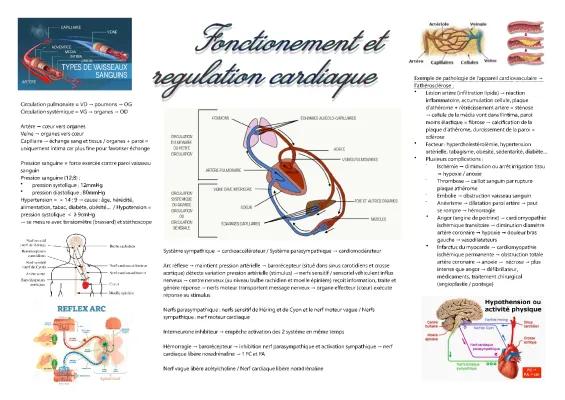 Know Fiche ST2S BPH : Fonctionnement et régulation cardiaque  thumbnail