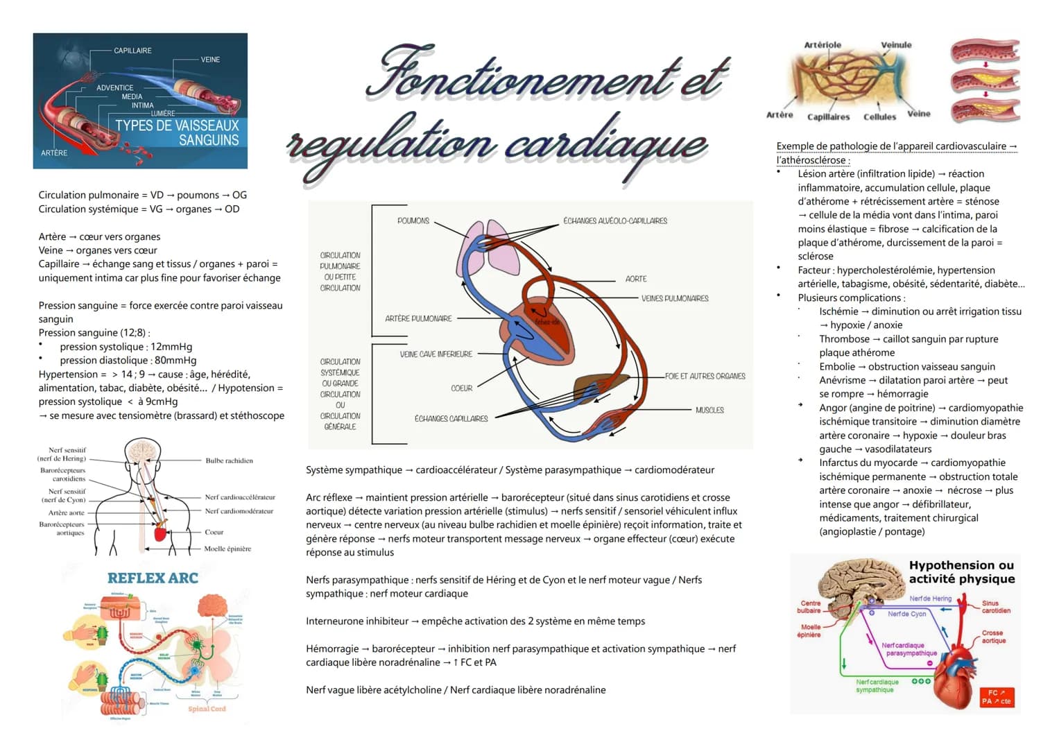 ARTÈRE
-CAPILLAIRE
ADVENTICE
Nerf sensitif
(nerf de Hering)
MEDIA
Circulation pulmonaire = VD
Circulation systémique = VG
Barorécepteurs
car