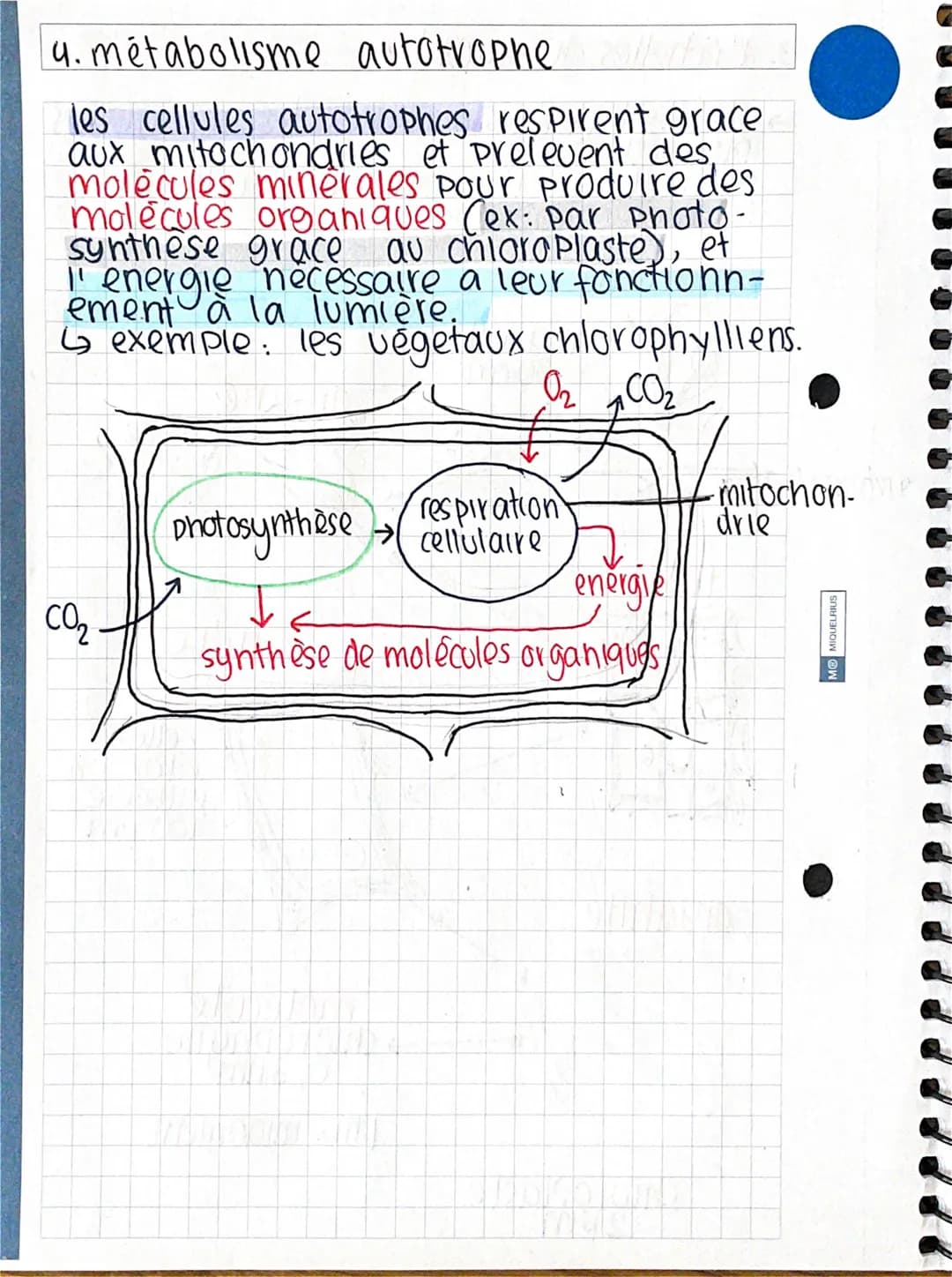 4. metabolisme autotrophe
les cellules autotrophes respirent grace.
aux mitochondries et prelevent des,
molecules minerales pour produire de