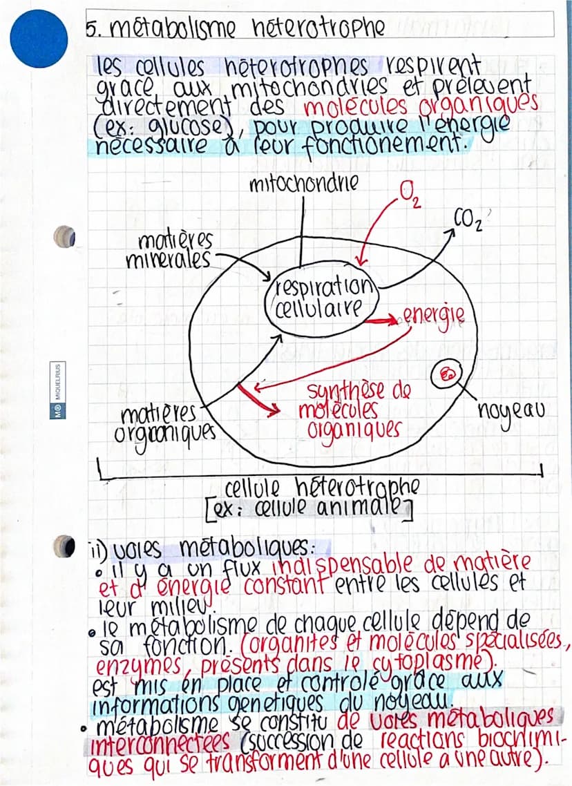 4. metabolisme autotrophe
les cellules autotrophes respirent grace.
aux mitochondries et prelevent des,
molecules minerales pour produire de
