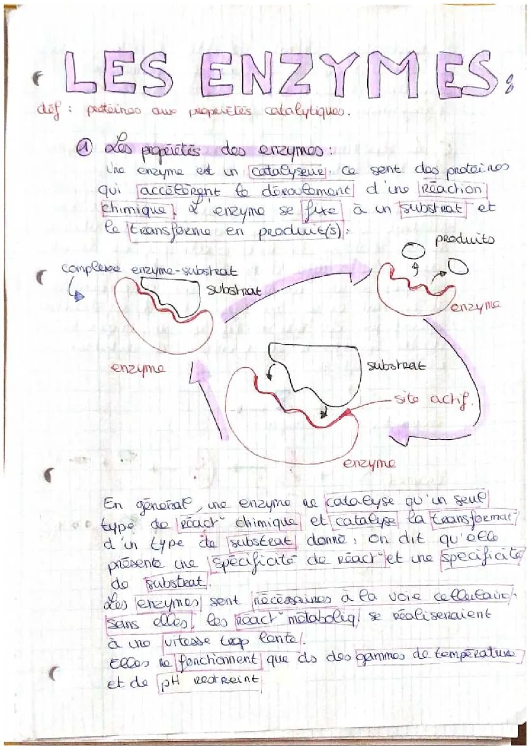 Tout sur les enzymes : Cours, propriétés et tableaux PDF