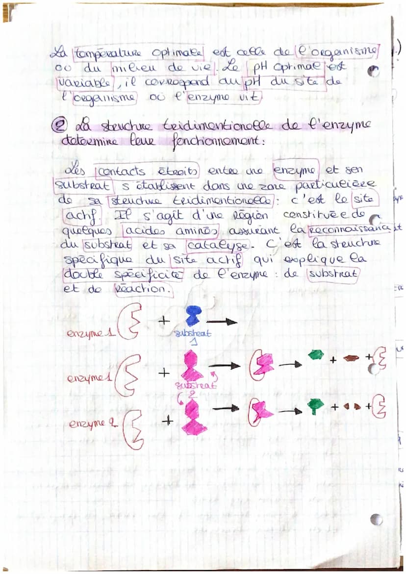 . LES ENZYMES.
déf : proteines aux properetes catalytiques.
@ Les properétés des enzymes:
L'ho
enzyme
est un catalyseur. Ce sent des.
protei