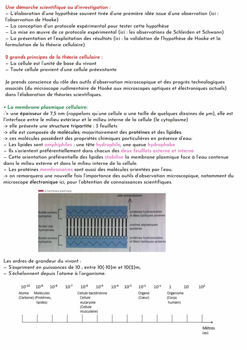 Une cellule est observable au microscope optique. Son ultrastructure, c'est-à-dire son organisation
interne et notamment ses organites, est 