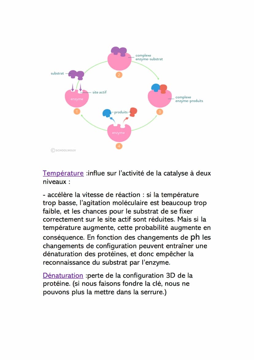 Le rôles des enzymes dans les
réactions métaboliques
Introduction : les réactions du métabolisme peuvent
parfois prendre du temps. C'est pou