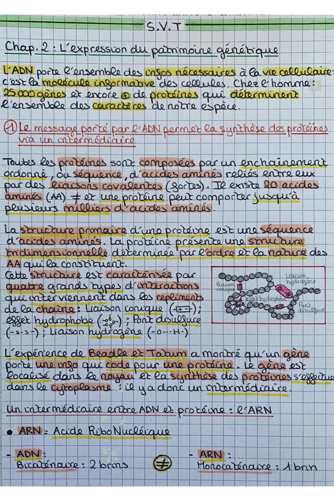 -
ADN
Nombreux nucleotides.
A, T, G,C
Sucre : désoxyribose.
2 De l'ADN en ARNm: la branscription
ADN en cours de
branscription
brin non bran