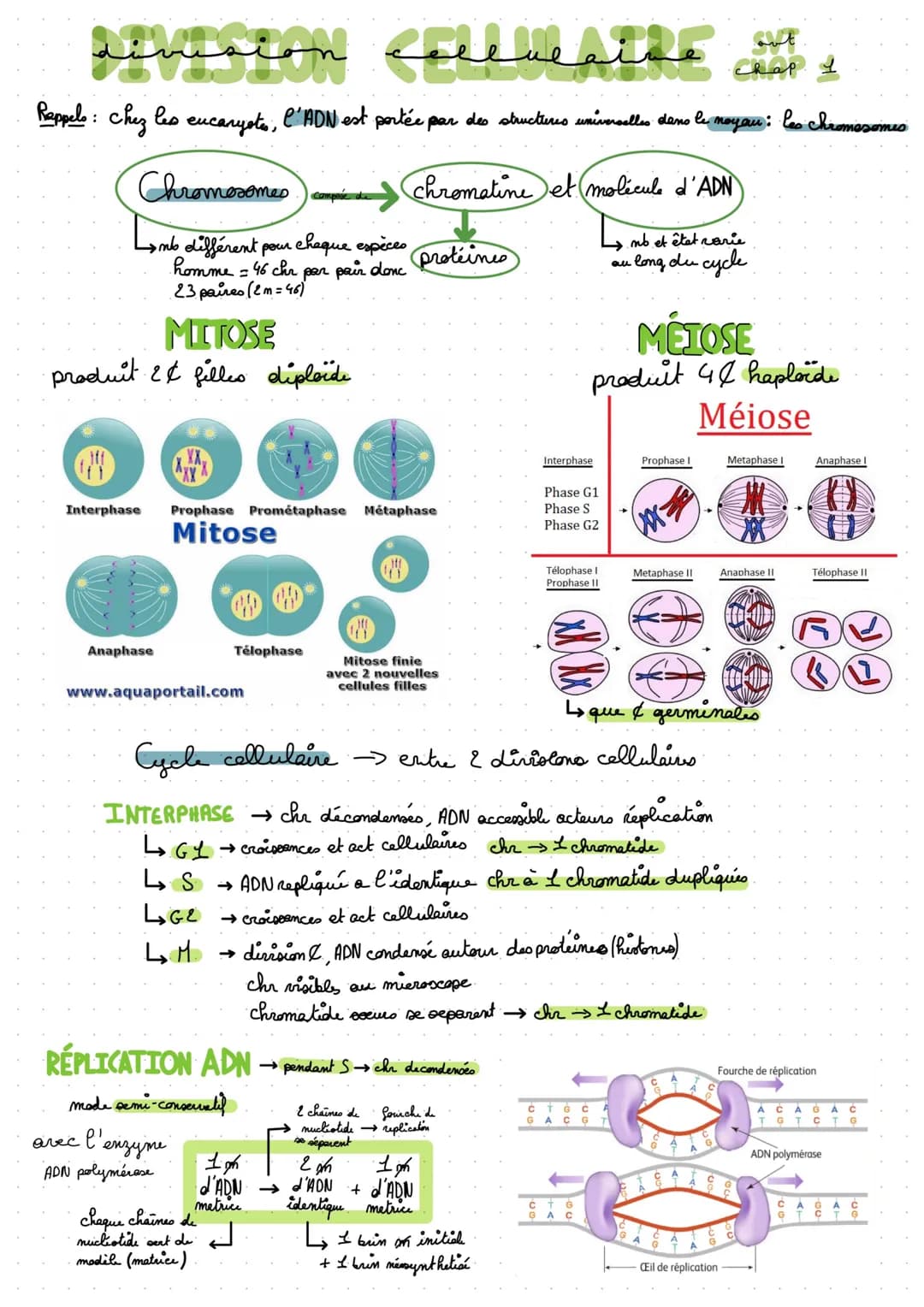 می هیتیسینب مینمسن
Rappels: chez les eucaryotes, l'ADN est portée par des structures universelles dans le noyau : les chromosomes
chromatine