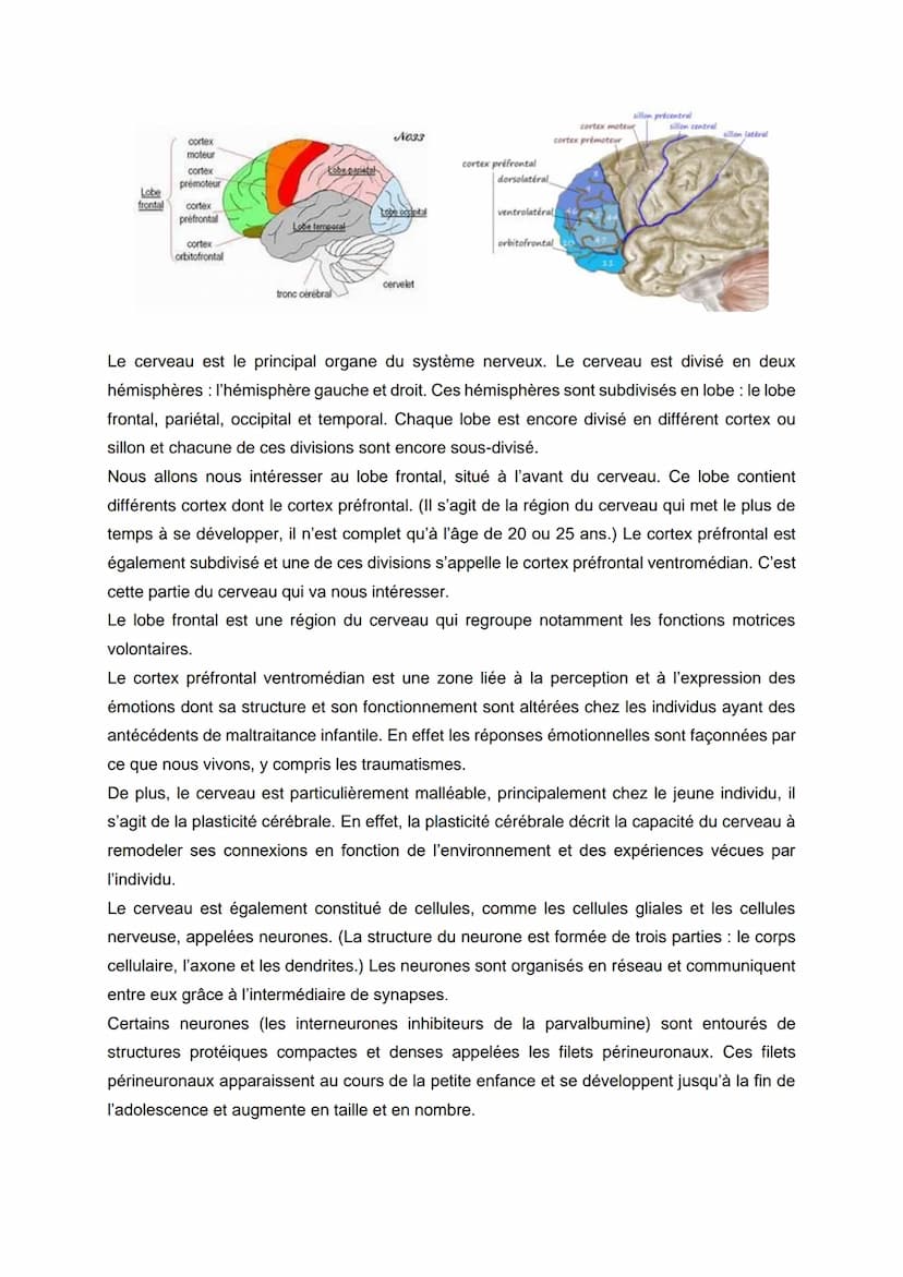 GRAND ORAL SVT: QUELLES SONT LES
CONSÉQUENCES DE LA MALTRAITANCE
PHYSIQUE INFANTILE SUR LE CERVEAU?
Introduction
Vous êtes en classe avec vo