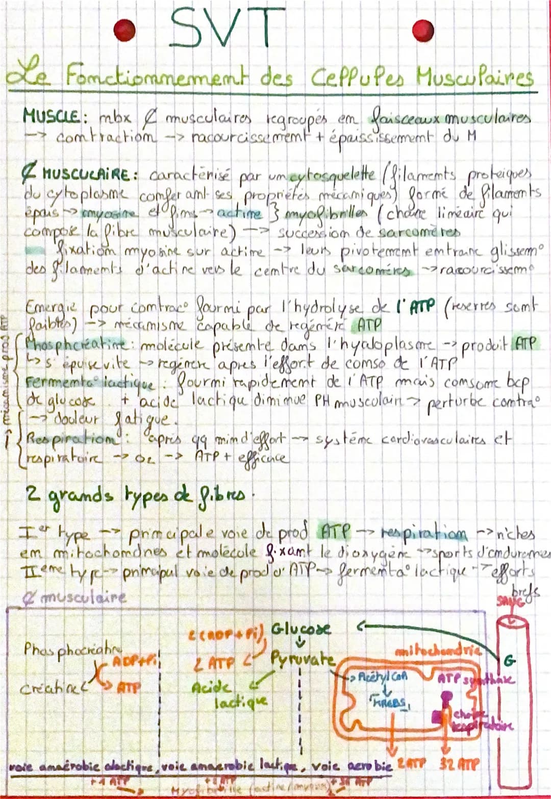 • SVT
Le Fonctionnement des Ceppupes Musculaires
MUSCLE: mbx musculaires regroupés em faisceaux musculaires
-> racourcissement + épaississem
