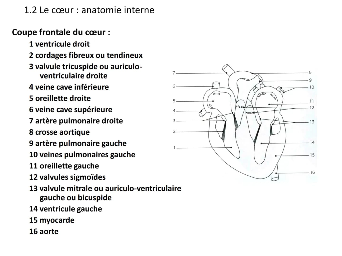 LE CŒUR ET LA CIRCULATION SANGUINE
CHAPITRE I: ORGANISATION GENERALE DU
SYSTEME CARDIO-VASCULAIRE
CHAPITRE II : FONCTIONNEMENT DU CŒUR.
CHAP