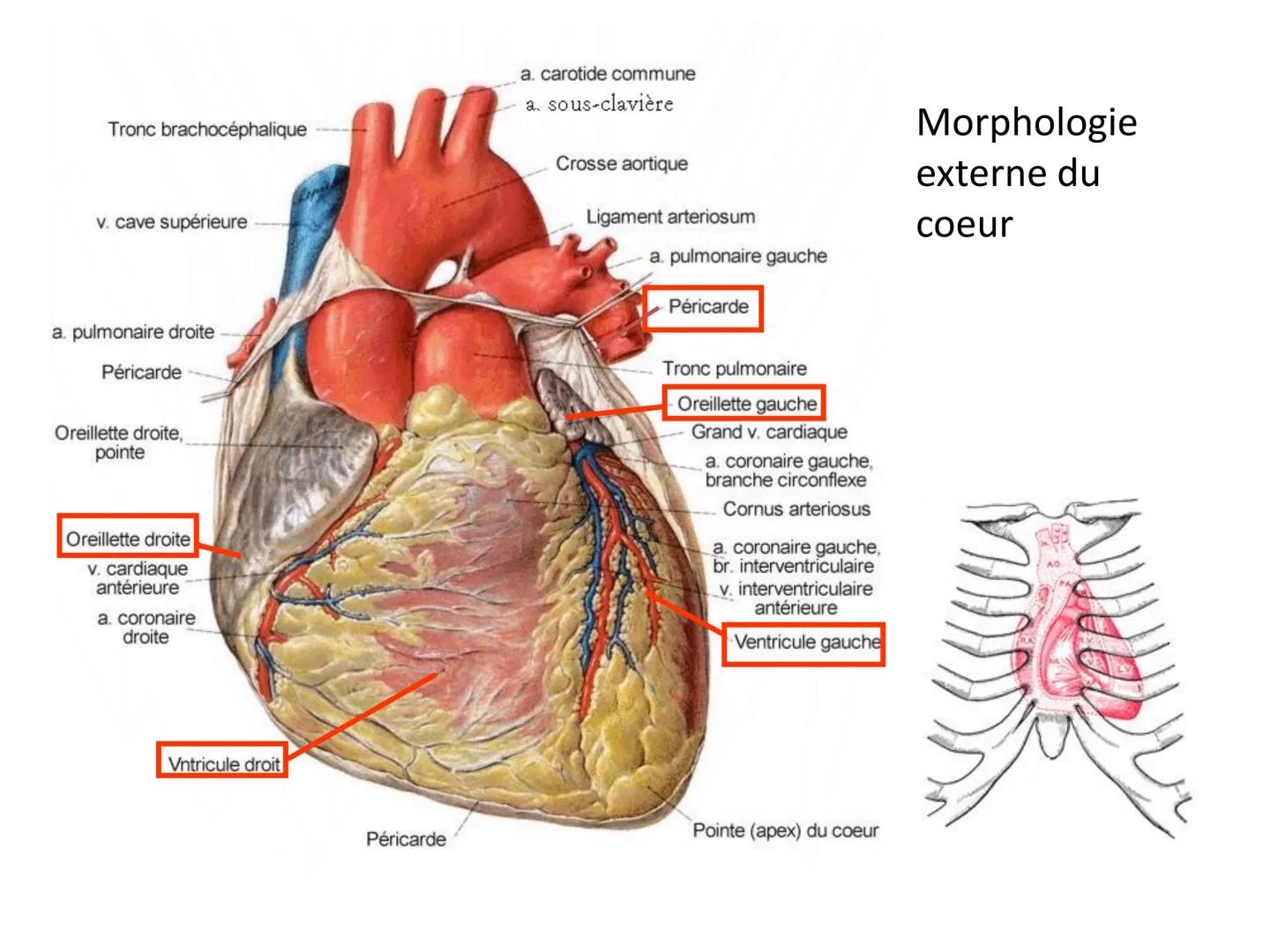 LE CŒUR ET LA CIRCULATION SANGUINE
CHAPITRE I: ORGANISATION GENERALE DU
SYSTEME CARDIO-VASCULAIRE
CHAPITRE II : FONCTIONNEMENT DU CŒUR.
CHAP