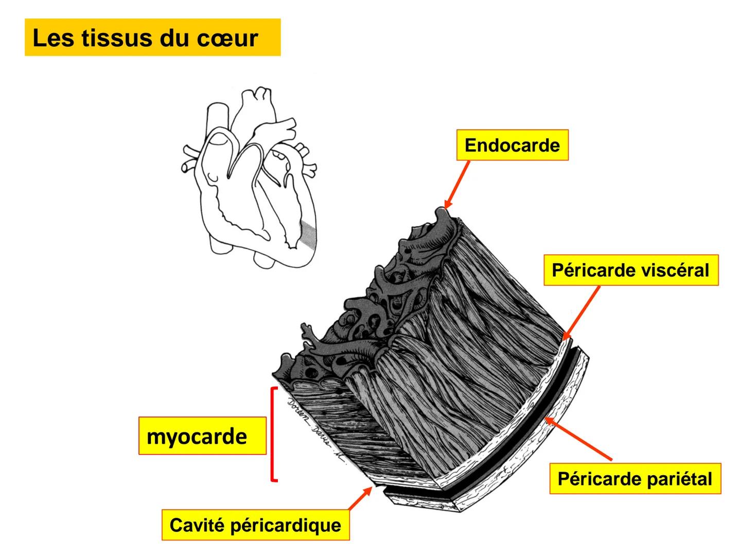 LE CŒUR ET LA CIRCULATION SANGUINE
CHAPITRE I: ORGANISATION GENERALE DU
SYSTEME CARDIO-VASCULAIRE
CHAPITRE II : FONCTIONNEMENT DU CŒUR.
CHAP