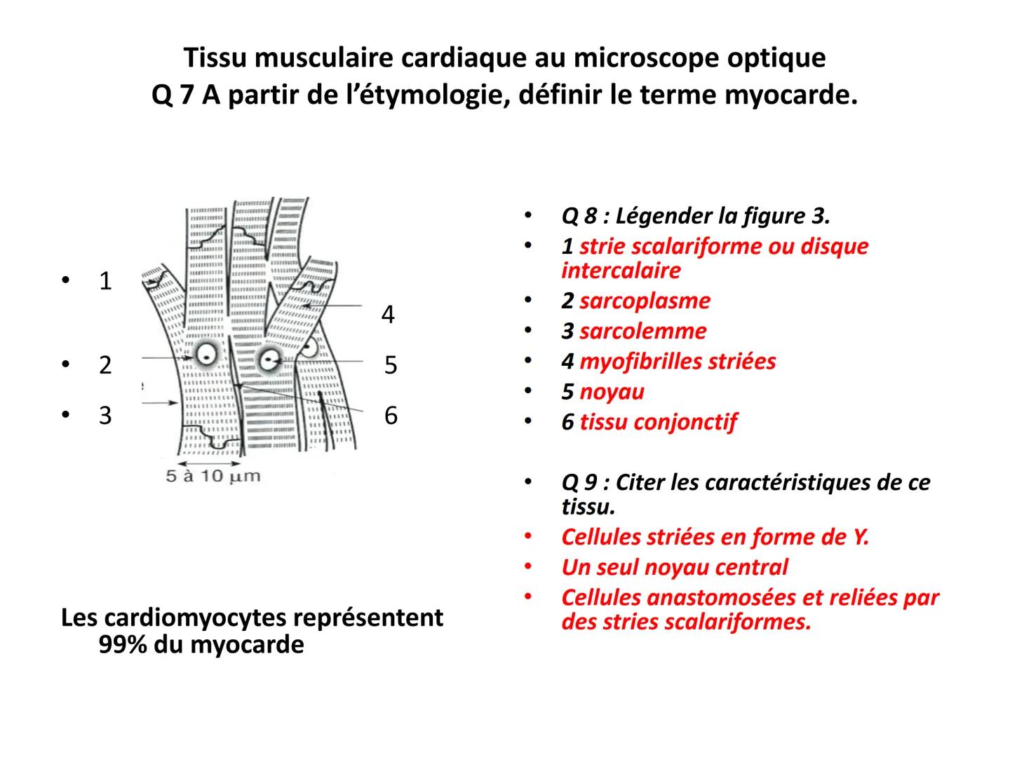 LE CŒUR ET LA CIRCULATION SANGUINE
CHAPITRE I: ORGANISATION GENERALE DU
SYSTEME CARDIO-VASCULAIRE
CHAPITRE II : FONCTIONNEMENT DU CŒUR.
CHAP