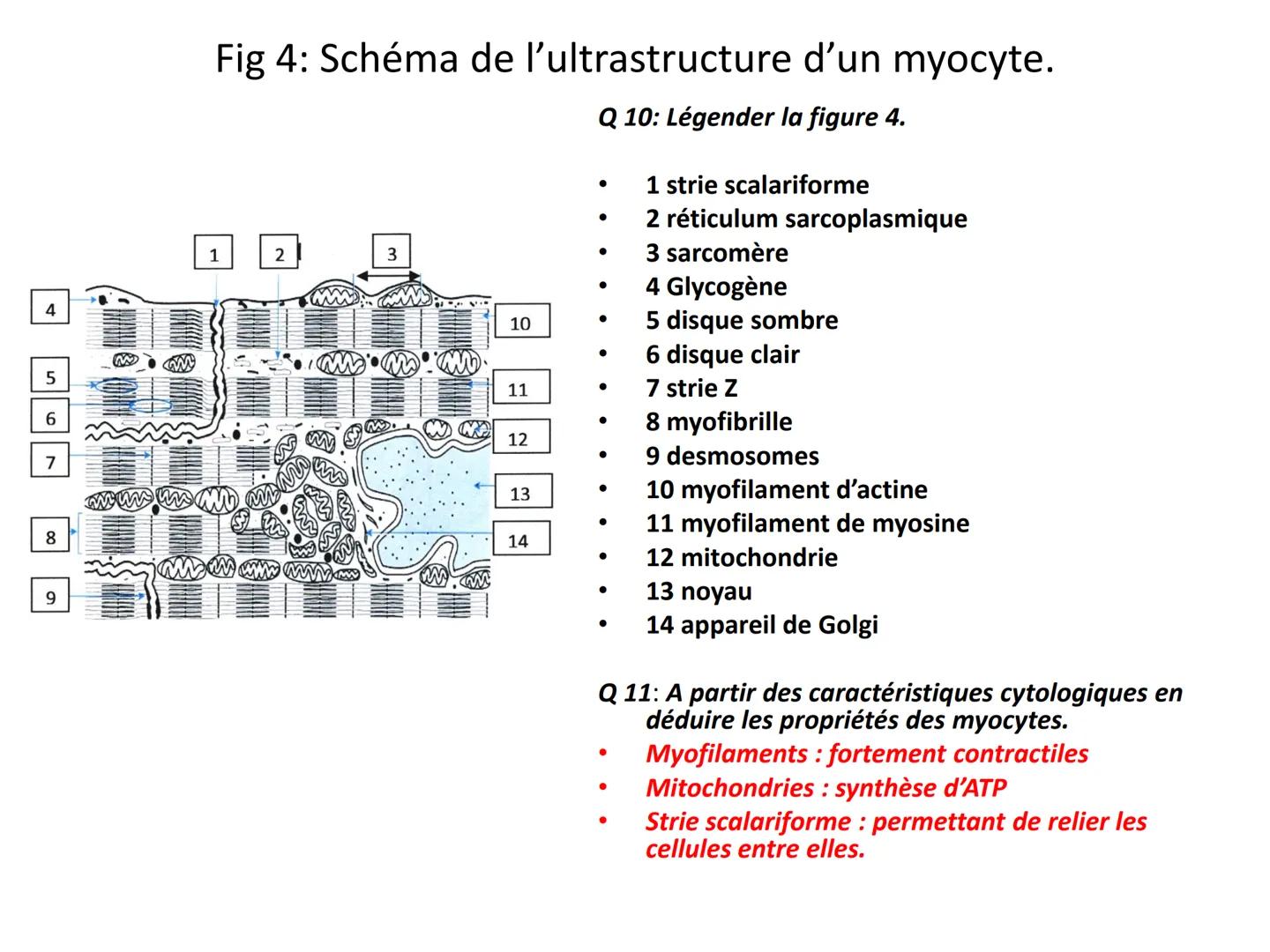 LE CŒUR ET LA CIRCULATION SANGUINE
CHAPITRE I: ORGANISATION GENERALE DU
SYSTEME CARDIO-VASCULAIRE
CHAPITRE II : FONCTIONNEMENT DU CŒUR.
CHAP