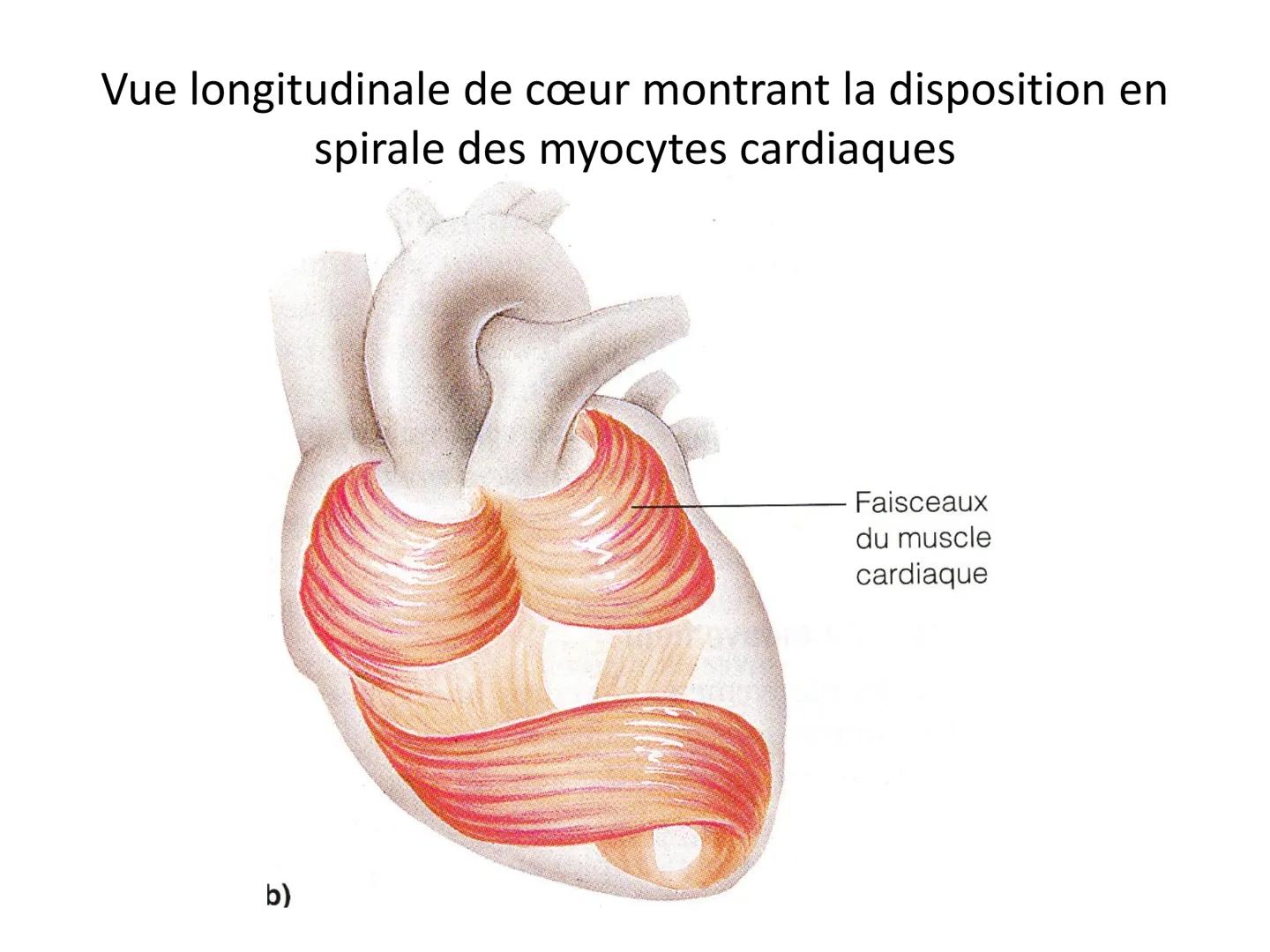 LE CŒUR ET LA CIRCULATION SANGUINE
CHAPITRE I: ORGANISATION GENERALE DU
SYSTEME CARDIO-VASCULAIRE
CHAPITRE II : FONCTIONNEMENT DU CŒUR.
CHAP