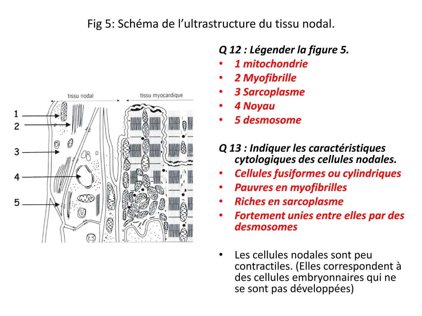 LE CŒUR ET LA CIRCULATION SANGUINE
CHAPITRE I: ORGANISATION GENERALE DU
SYSTEME CARDIO-VASCULAIRE
CHAPITRE II : FONCTIONNEMENT DU CŒUR.
CHAP