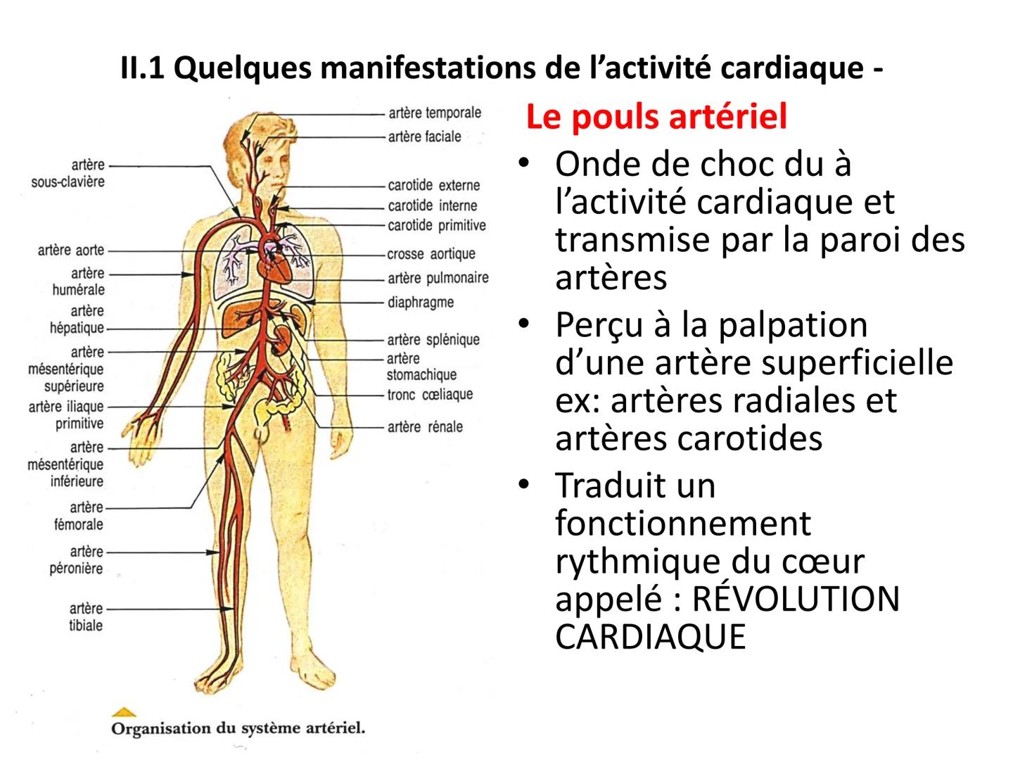 LE CŒUR ET LA CIRCULATION SANGUINE
CHAPITRE I: ORGANISATION GENERALE DU
SYSTEME CARDIO-VASCULAIRE
CHAPITRE II : FONCTIONNEMENT DU CŒUR.
CHAP