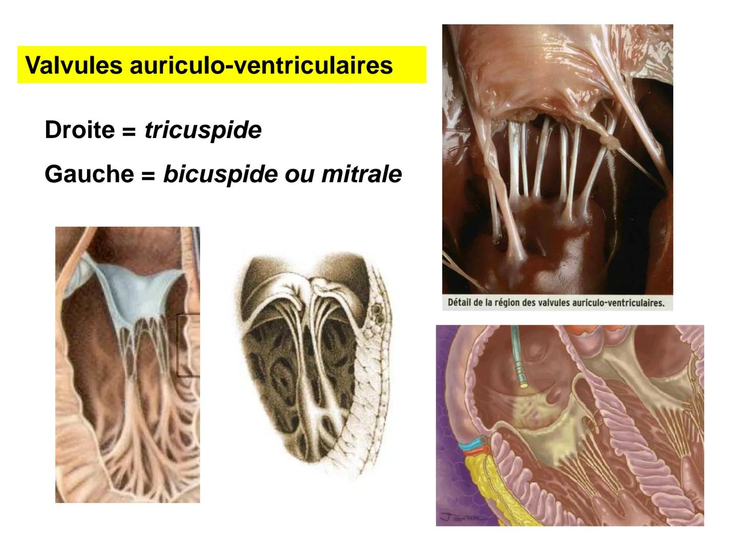 LE CŒUR ET LA CIRCULATION SANGUINE
CHAPITRE I: ORGANISATION GENERALE DU
SYSTEME CARDIO-VASCULAIRE
CHAPITRE II : FONCTIONNEMENT DU CŒUR.
CHAP