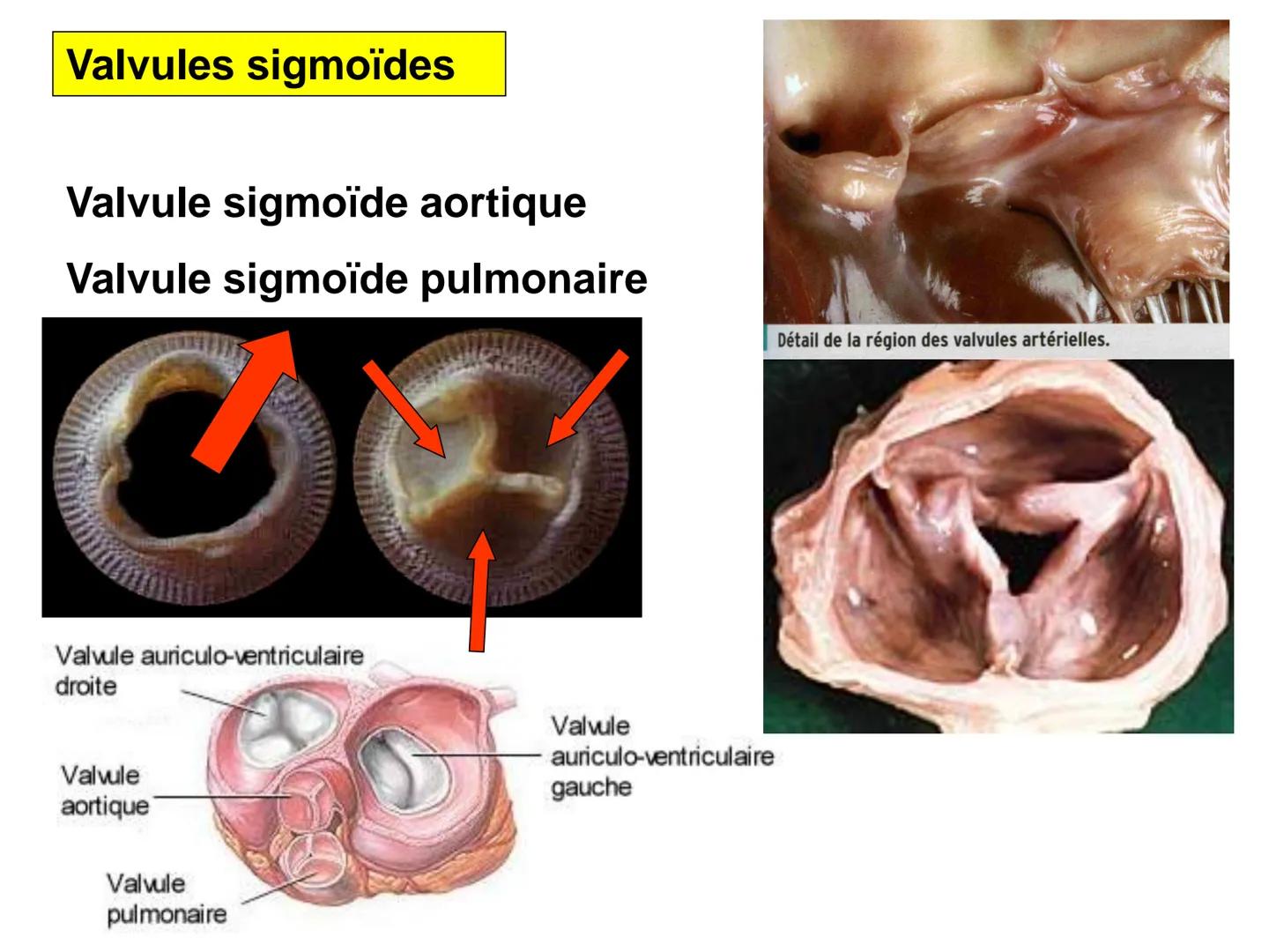 LE CŒUR ET LA CIRCULATION SANGUINE
CHAPITRE I: ORGANISATION GENERALE DU
SYSTEME CARDIO-VASCULAIRE
CHAPITRE II : FONCTIONNEMENT DU CŒUR.
CHAP